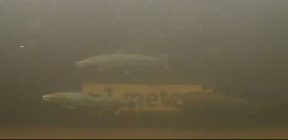 Salmon migrating upstream at Norrfors fish ladder (19-09-2013)